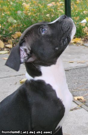 American Staffordshire Terrier Bitte Bitte