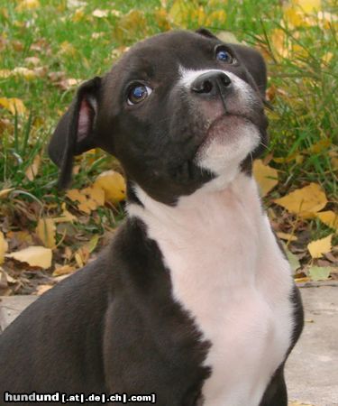 American Staffordshire Terrier Unser Model