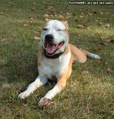 American Staffordshire Terrier