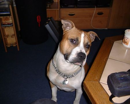 American Staffordshire Terrier das ist charly 