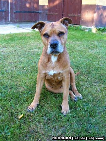 American Staffordshire Terrier Lea - 15 Jahre