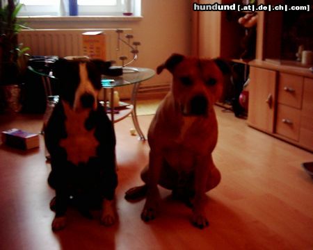 American Staffordshire Terrier Hunde Foto 7435 American Staffordshire Terrier murphy und chicca