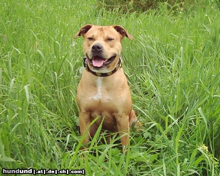 American Staffordshire Terrier