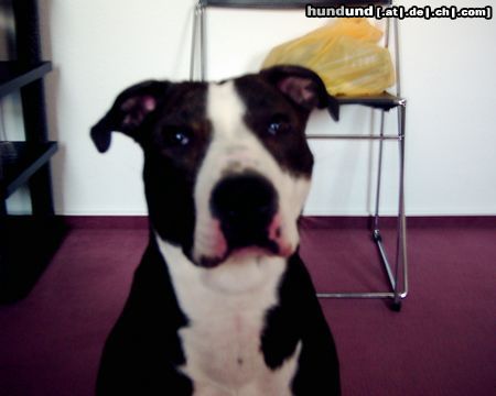 American Staffordshire Terrier Hunde Foto 8399 American Staffordshire Terrier