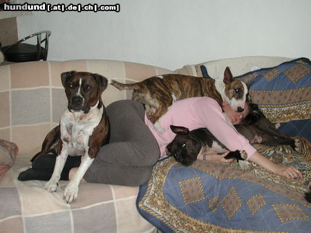 American Staffordshire Terrier Hunde Foto 26474 in höherer Auflösung ansehen American Staffordshire Terrier Shadow