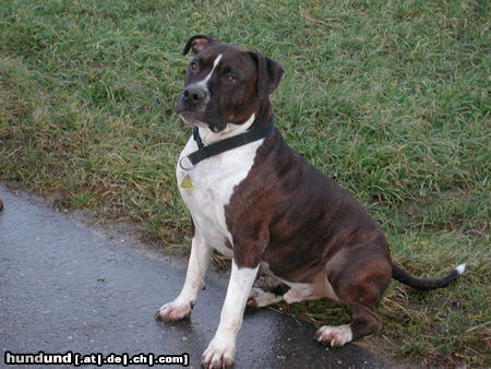 American Staffordshire Terrier Hunde Foto 26475 in höherer Auflösung ansehen American Staffordshire Terrier Shadow