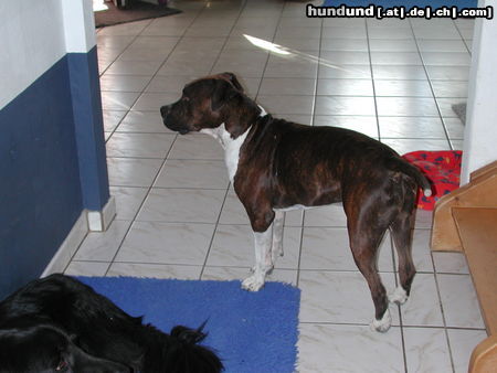 American Staffordshire Terrier Hunde Foto 26477 in höherer Auflösung ansehen American Staffordshire Terrier Shadow