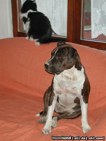 American Staffordshire Terrier Hunde Foto 26470 in höherer Auflösung ansehen American Staffordshire Terrier Shadow