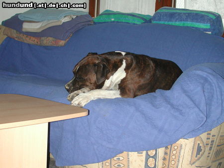 American Staffordshire Terrier Hunde Foto 26471 in höherer Auflösung ansehen American Staffordshire Terrier Shadow