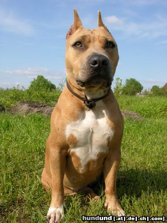 American Staffordshire Terrier Hunde Foto 22683 in höherer Auflösung ansehen American Staffordshire Terrier