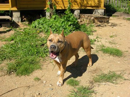 American Staffordshire Terrier Hunde Foto 29059 in höherer Auflösung ansehen American Staffordshire Terrier