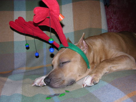 American Staffordshire Terrier Hunde Foto 28998 in höherer Auflösung ansehen American Staffordshire Terrier