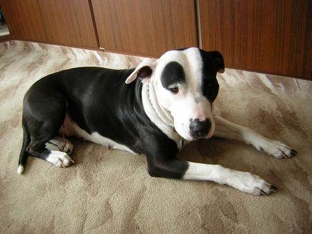 American Staffordshire Terrier Hunde Foto 30258 in höherer Auflösung ansehen American Staffordshire Terrier Cosel