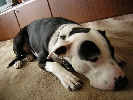 American Staffordshire Terrier Hunde Foto 30259 in höherer Auflösung ansehen American Staffordshire Terrier Cosel