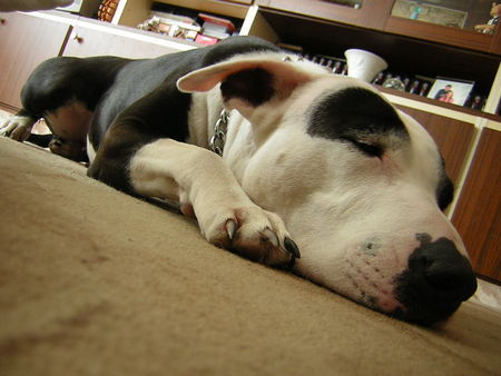 American Staffordshire Terrier Hunde Foto 30260 in höherer Auflösung ansehen American Staffordshire Terrier Cosel