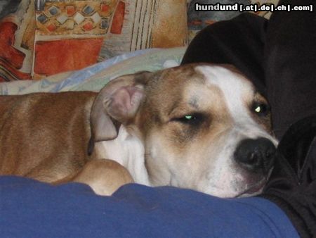 American Staffordshire Terrier Aisha im Bett
