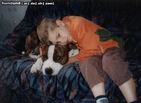 American Staffordshire Terrier Hunde Foto 22562 in höherer Auflösung ansehen American Staffordshire Terrier schmusestunde