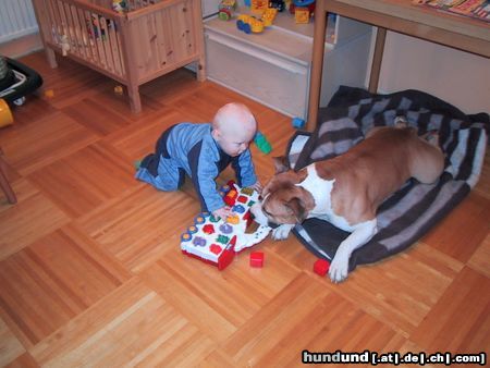 American Staffordshire Terrier Wenn der nicht Kinderlieb ist dann weiß ich nicht was er sonnst ist! 