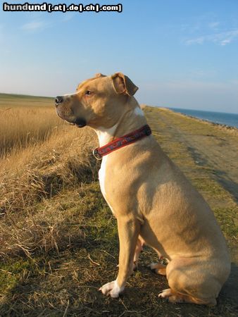 American Staffordshire Terrier Hunde Foto 18437 American Staffordshire Terrier Traumhund
