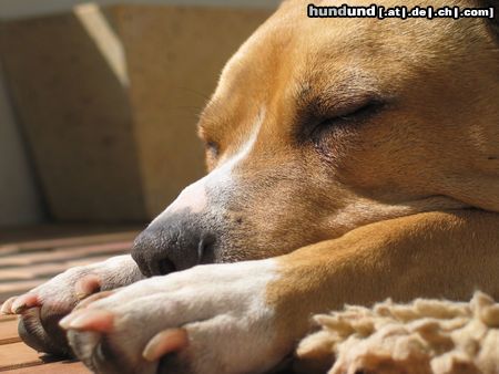 American Staffordshire Terrier Hunde Foto 18713 in höherer Auflösung ansehen American Staffordshire Terrier