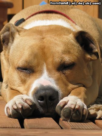 American Staffordshire Terrier Hunde Foto 18439 in höherer Auflösung ansehen American Staffordshire Terrier Sun-Dog
