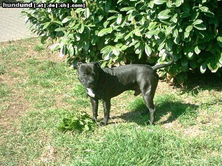 American Staffordshire Terrier Nochmal mein dicker