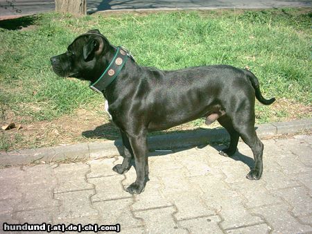 American Staffordshire Terrier Mein 2Jahre alter staff Tommy