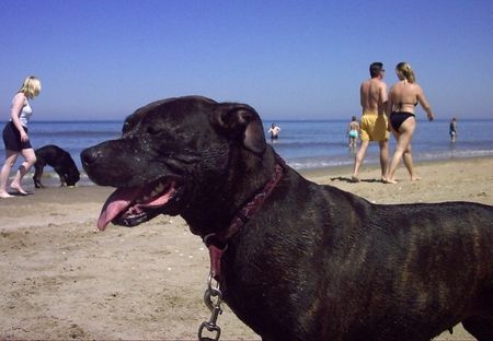 American Staffordshire Terrier Hunde Foto 34620 in höherer Auflösung ansehen American Staffordshire Terrier Unser Flöckchen am Strand
