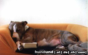 American Staffordshire Terrier Hunde Foto 15681 American Staffordshire Terrier Meine süße kleine...