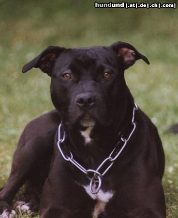 American Staffordshire Terrier Hunde Foto 12567 American Staffordshire Terrier Ginga
