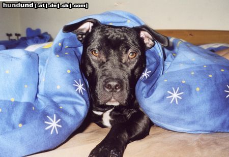 American Staffordshire Terrier Hunde Foto 12670 American Staffordshire Terrier Ginga darf mal kurz ins Bett fürs Foto *grins*