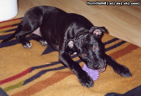 American Staffordshire Terrier Hunde Foto 12669 American Staffordshire Terrier Ginga (5 Monate alt) mit Mr. Igel