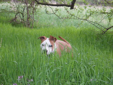 American Staffordshire Terrier Hunde Foto 29153 American Staffordshire Terrier Mein kleiner geliebter Grashüfper! *g*