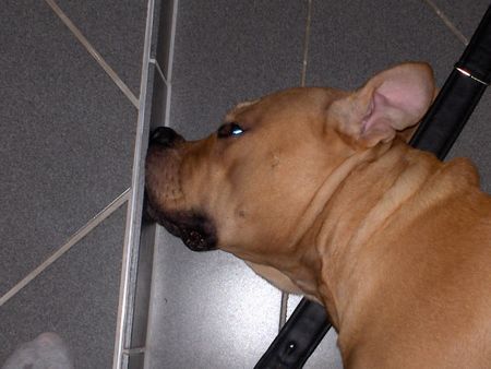 American Staffordshire Terrier Hunde Foto 30278 in höherer Auflösung ansehen American Staffordshire Terrier