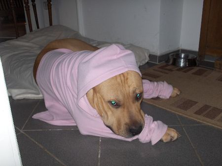 American Staffordshire Terrier Hunde Foto 30276 in höherer Auflösung ansehen American Staffordshire Terrier fight in rosa