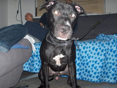 American Staffordshire Terrier Hunde Foto 30281 in höherer Auflösung ansehen American Staffordshire Terrier pablo