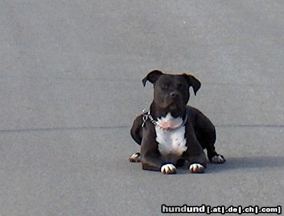 American Staffordshire Terrier Hunde Foto 15487 in höherer Auflösung ansehen American Staffordshire Terrier Hündin Lara