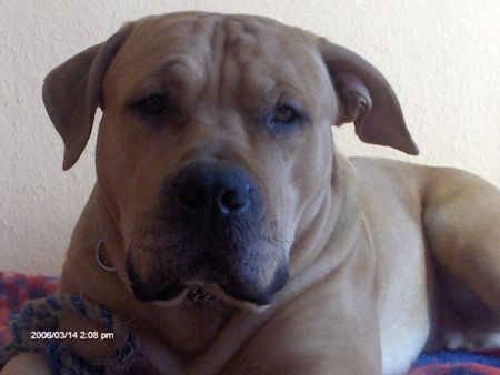 American Staffordshire Terrier Hunde Foto 30320 in höherer Auflösung ansehen American Staffordshire Terrier