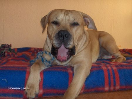 American Staffordshire Terrier Hunde Foto 30319 in höherer Auflösung ansehen American Staffordshire Terrier