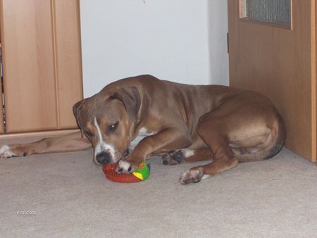 American Staffordshire Terrier Hunde Foto 30899 in höherer Auflösung ansehen American Staffordshire Terrier Und jetzt ist er schon sooo groß (7 Mon. später)