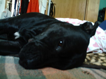 American Staffordshire Terrier Hunde Foto 34206 American Staffordshire Terrier Xena`s Lieblingsbeschäftigung; Schlafen