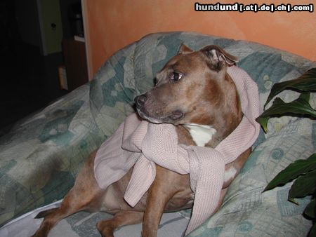 American Staffordshire Terrier Hunde Foto 19573 American Staffordshire Terrier amily from lionheart