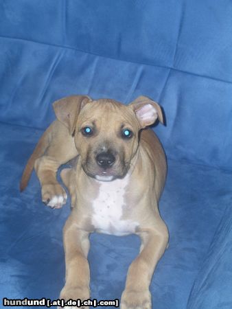 American Staffordshire Terrier Hunde Foto 20199 American Staffordshire Terrier Mein JERRY mit 12 Wochen