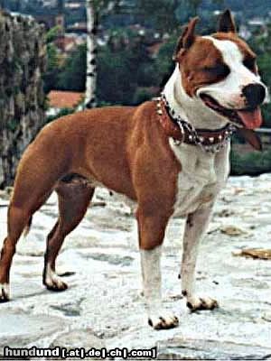 American Staffordshire Terrier Jelineks Belinda