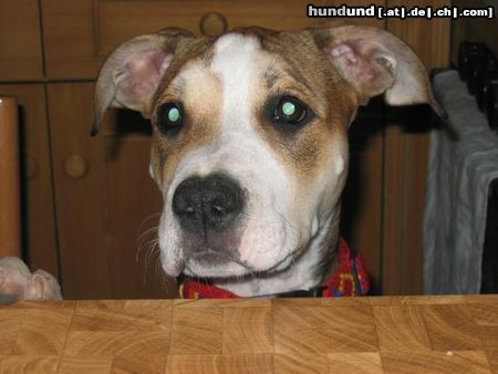 American Staffordshire Terrier Bekomm ich was zu fressen??