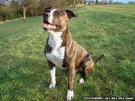 American Staffordshire Terrier macht Platz