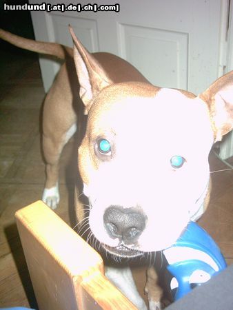 American Staffordshire Terrier Hunde Foto 9303 American Staffordshire Terrier MEIN KLEINER LEON HEHE