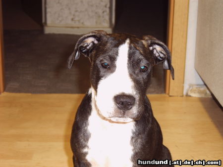 American Staffordshire Terrier Hunde Foto 25857 in höherer Auflösung ansehen American Staffordshire Terrier Mein Lennox