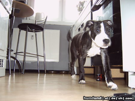 American Staffordshire Terrier Hunde Foto 25856 in höherer Auflösung ansehen American Staffordshire Terrier Mein Lennox