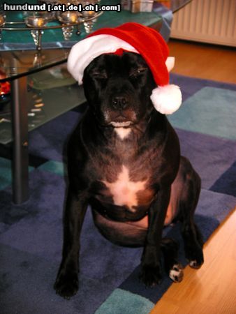 American Staffordshire Terrier Hunde Foto 18370 in höherer Auflösung ansehen American Staffordshire Terrier Ja is denn scho wieder Weihnachten?